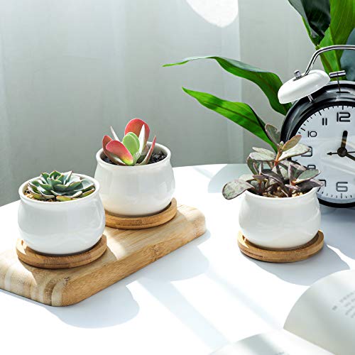 Mini Succulent Pots White with Bamboo Trays, Ceramic Planter Set of 6 W2815
