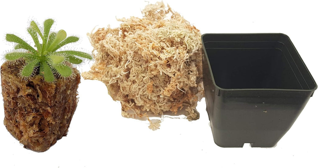 Drosera coccicaulis "Alba" Carnivorous Plant, 3" Pot with Soil U91343