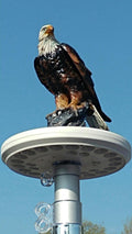 Eagle on Display Flagpole Topper Finial Ball - Hand Painted USA Realistic Lifelike