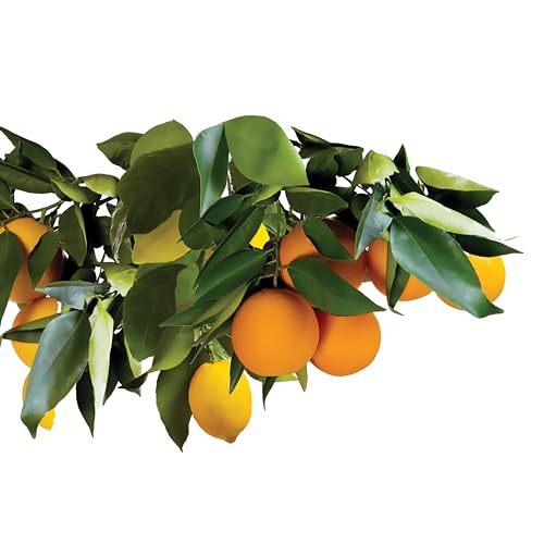 Fertilizer Spikes for Fruit and Citrus Trees, 15 Count R6904