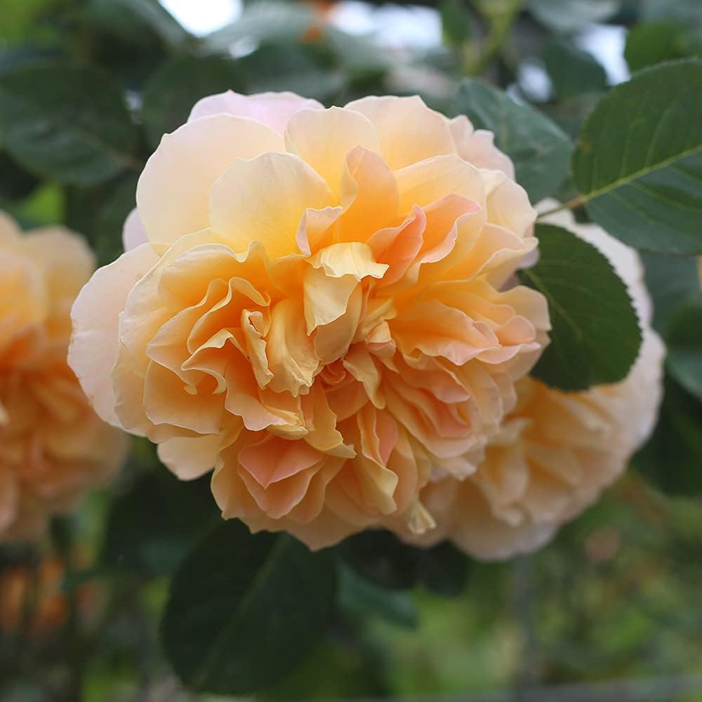 Climbing Rose Plant for Outdoor Planting M696267