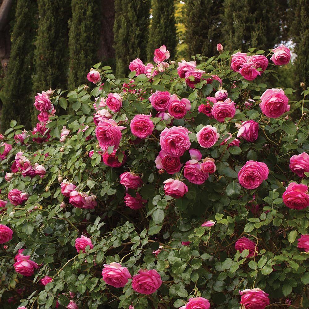 Climbing Rose Bush, Pink Eden Climber, Ready to Plant J197502