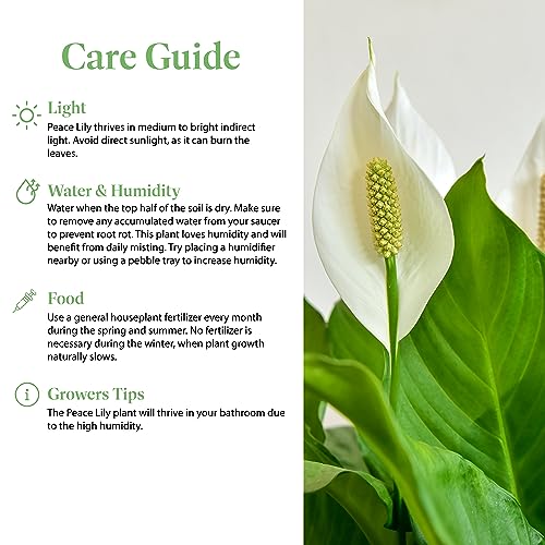 Peace Lily Live Plant, 6-Inch Pot, Indoor Air Purifier U86597