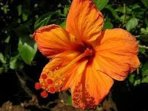 Tropical Hibiscus 'Tropical Orange' in a 4" Pot