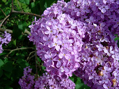 Common Lilac Bush - Lavender Purple Blooms - Live Plant Shipped 1 to 2 Feet Tall (No California)