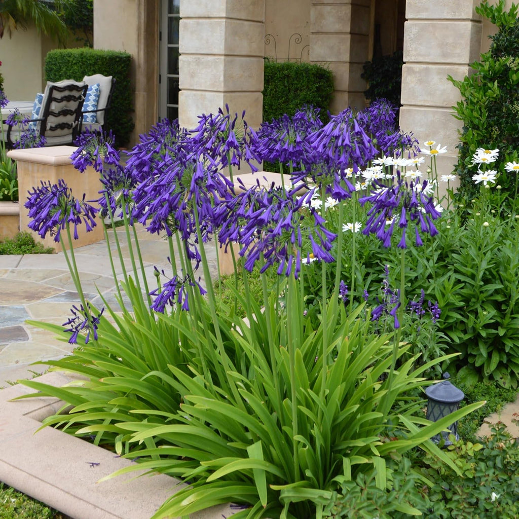 Purple Agapanthus Plant, 1 Gallon L8235