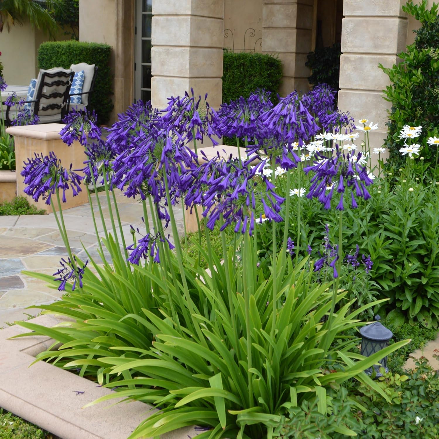 Purple Agapanthus Plant, 1 Gallon L8235
