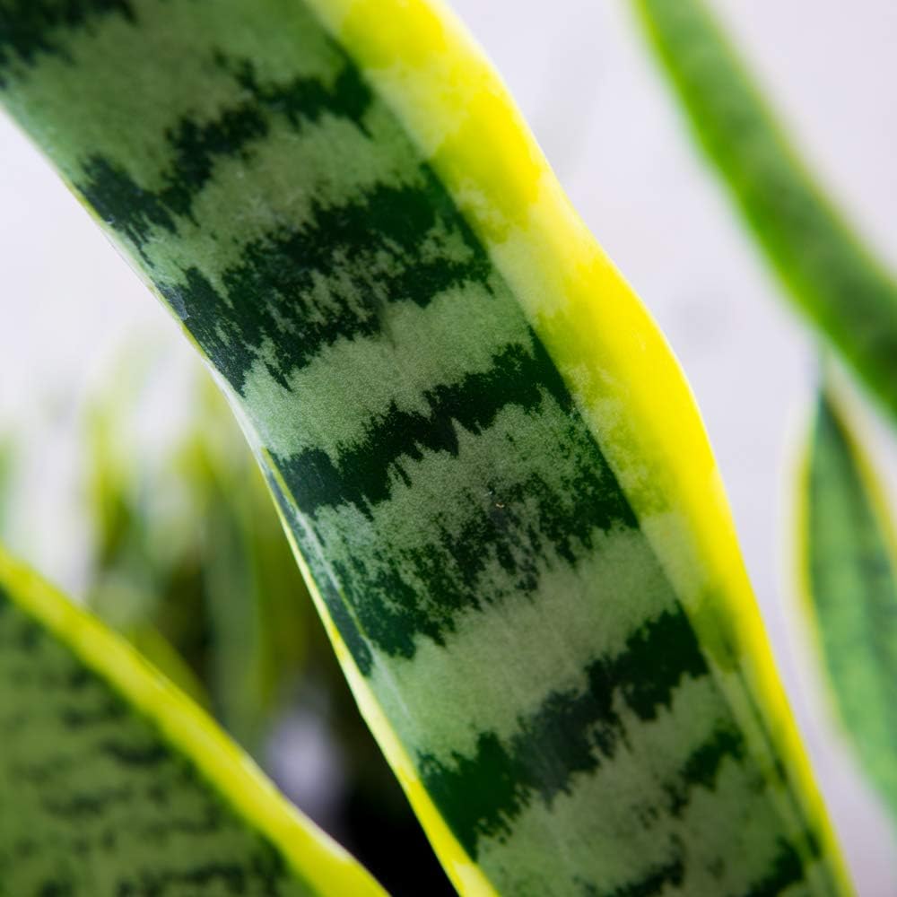 Snake Plant Sansevieria 16in Tall in 6in Grower's Pot T31398