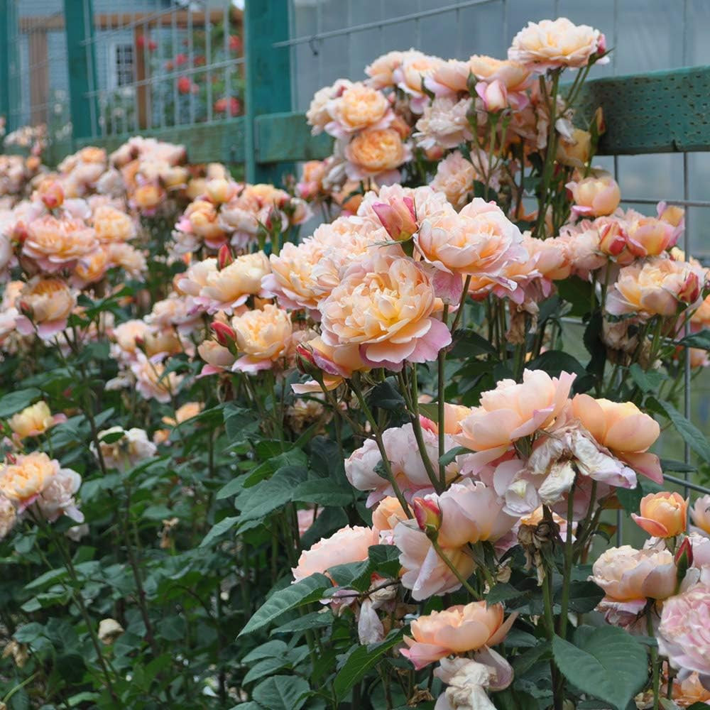 Climbing Rose Plant for Outdoor Planting M696267