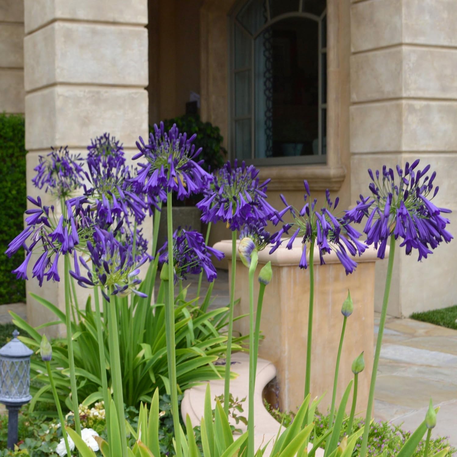 Purple Agapanthus Plant, 1 Gallon L8235