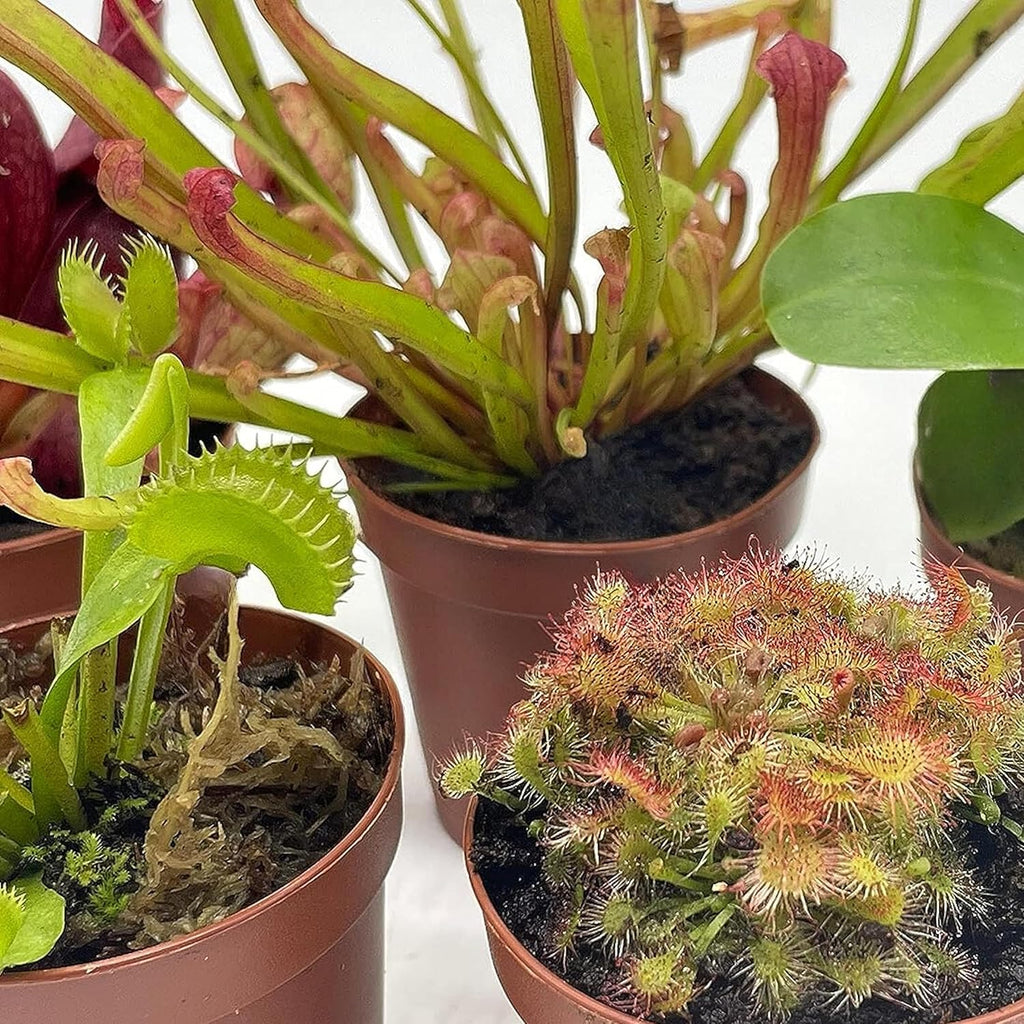 Carnivorous Plant Assortment Set, 5 Live Plants in 2 Inch Pots W4876