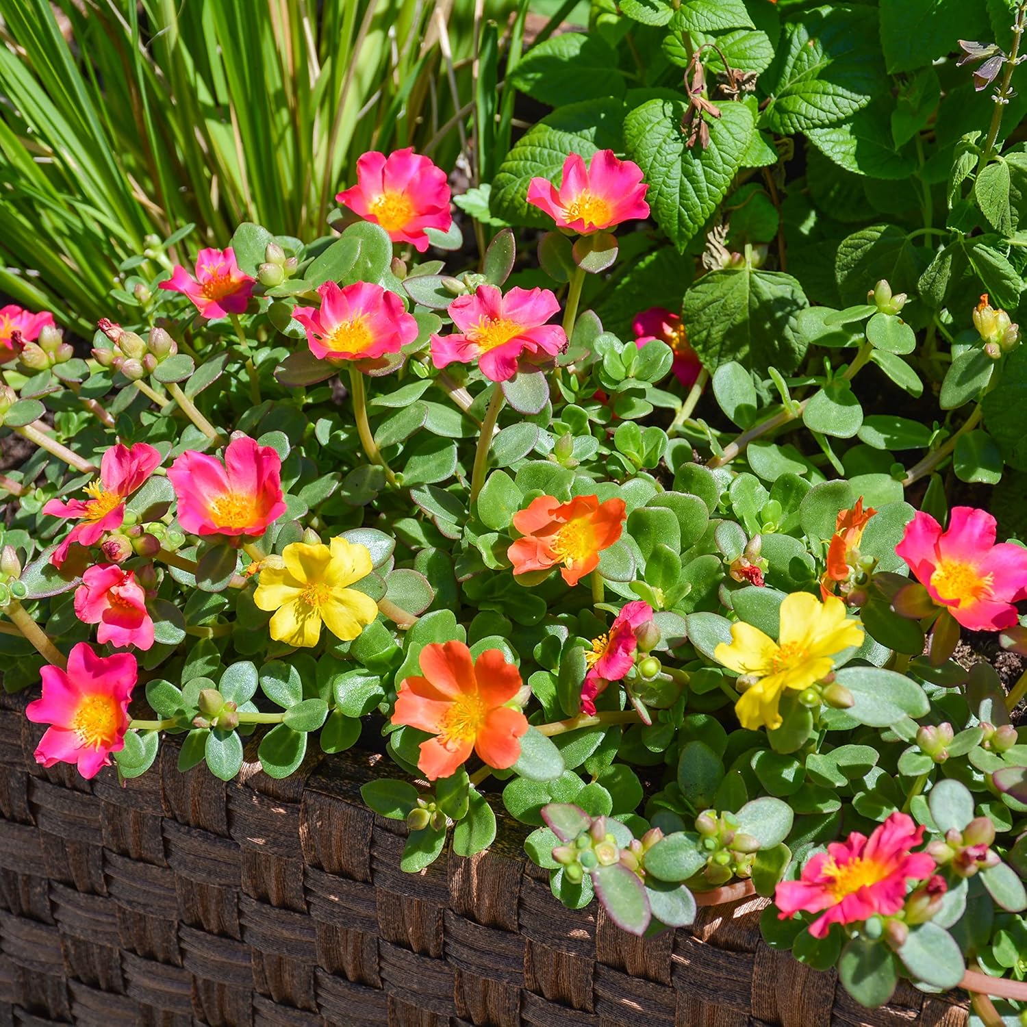 Purslane Portulaca Succulent Plants (4 Pack), Potted Live Flowers R806297