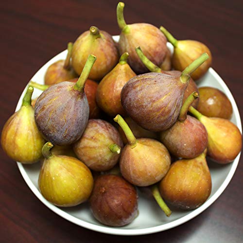 Brown Turkey Fig Tree Live Plant, 3 Gallon R32688