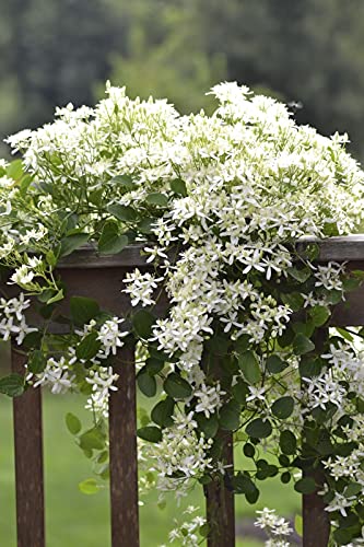 Sweet Autumn Clematis Live Plant in 4 Inch Growers Pot D5501