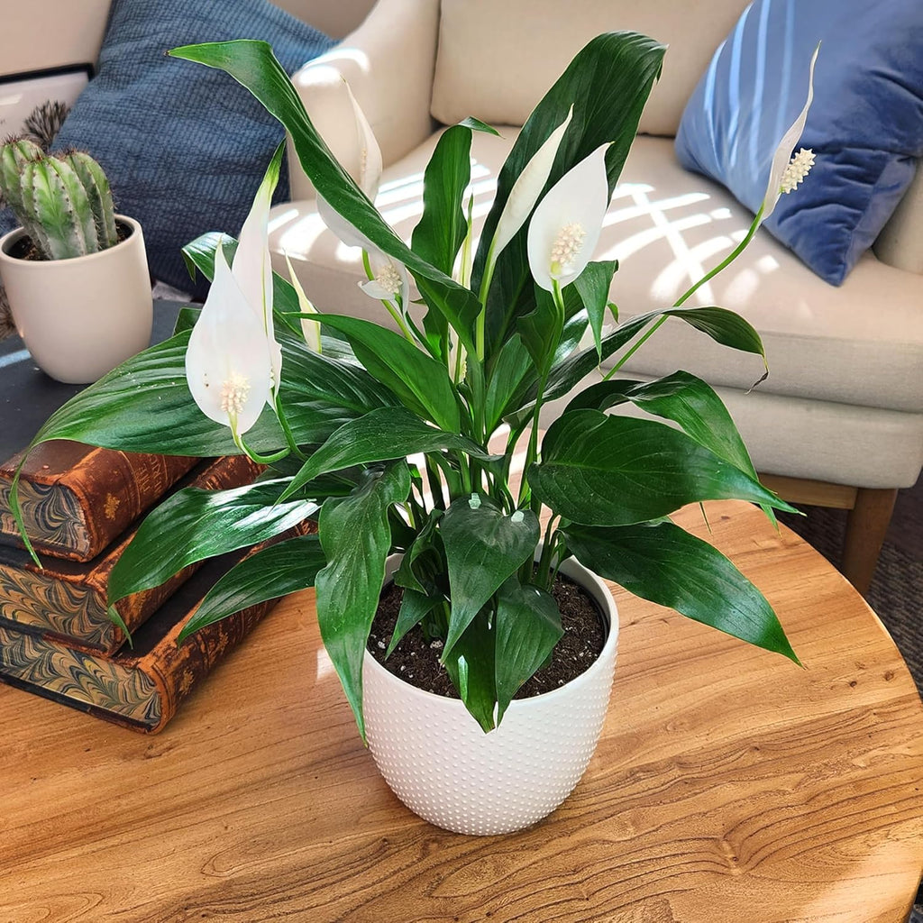 Peace Lily Plant in White 6 Inch Pot, Live Houseplant for Office and Low Light E57814