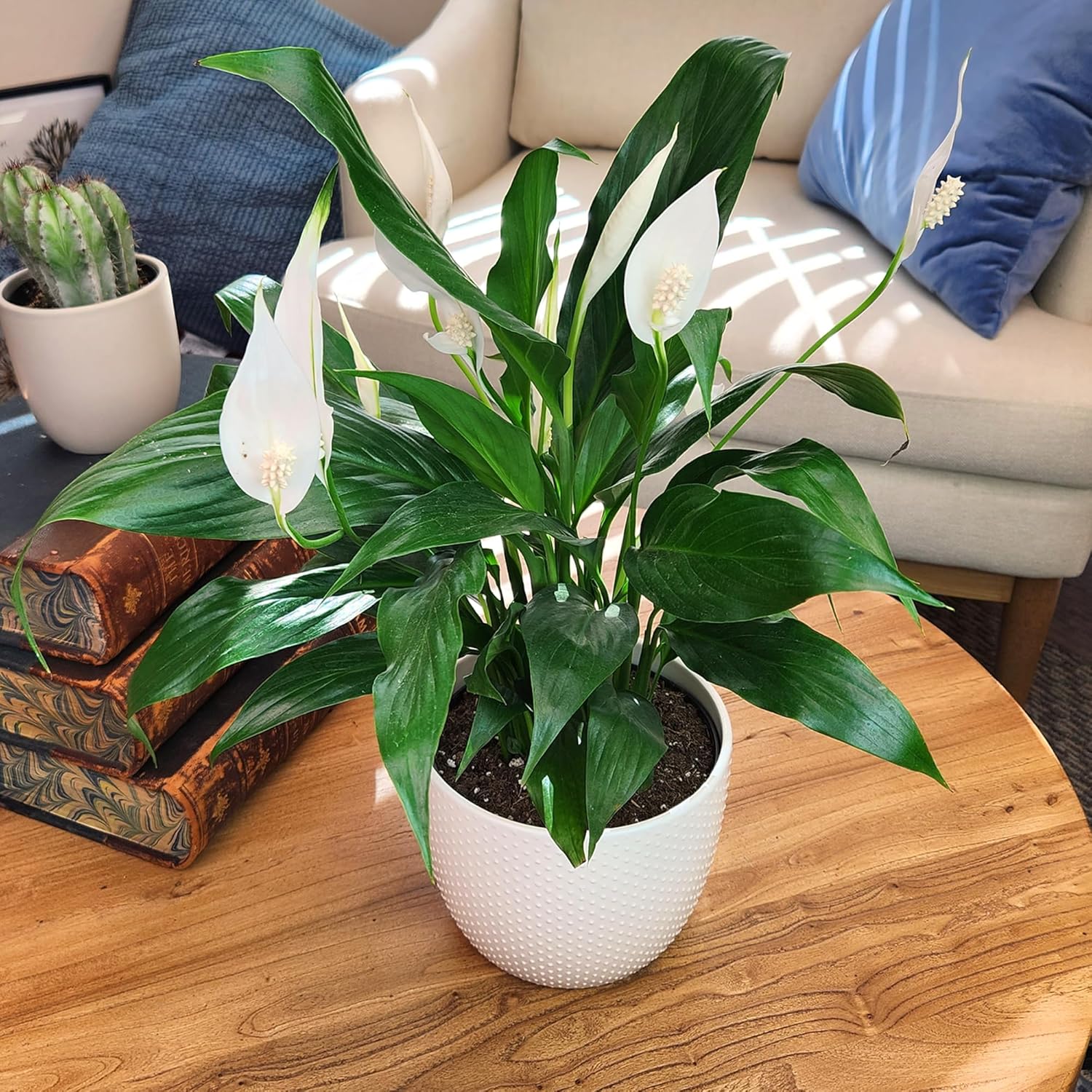 Peace Lily Plant in White 6 Inch Pot, Live Houseplant for Office and Low Light E57814