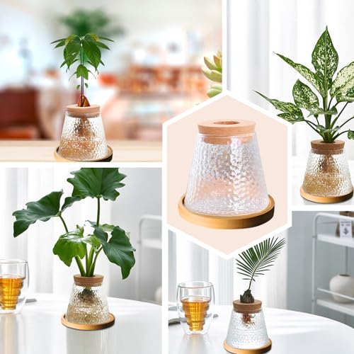 Desktop Plant Terrarium with Wood Lid, Glass Propagation Station D659