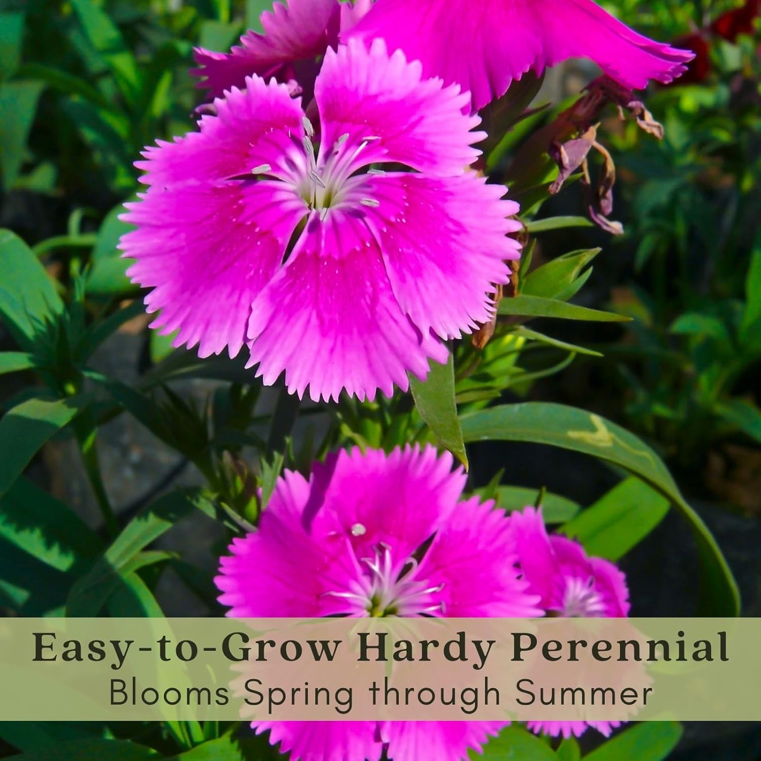 Dianthus Firewitch Live Plants in 4 Inch Pots, Pink Flowers L9668