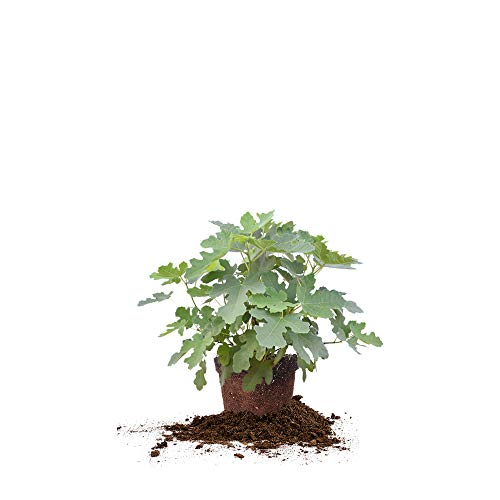 PERFECT PLANTS Brown Turkey Fig Tree Live Plant, 3 Gallon, Includes Care Guide