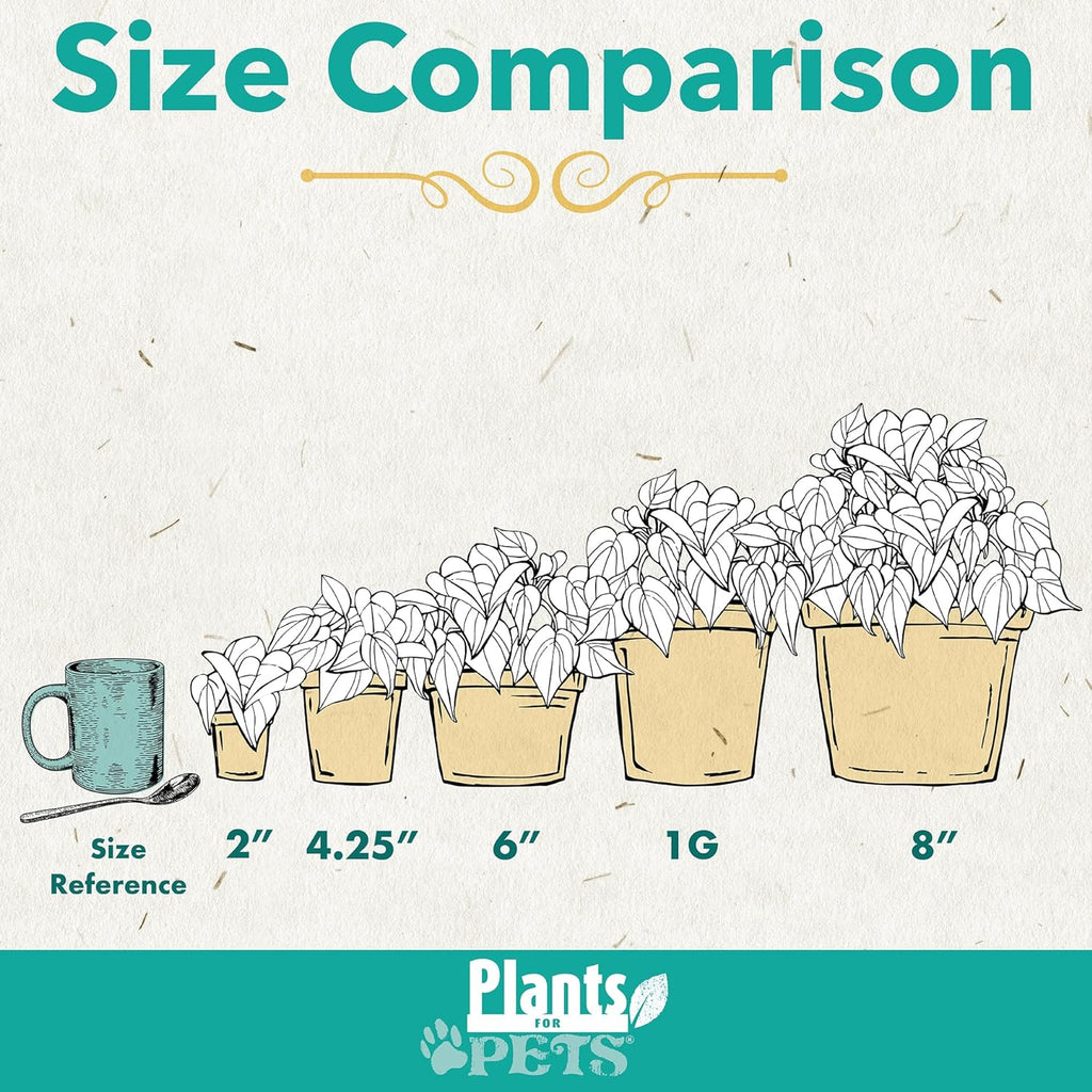 Peace Lily Plant in White 6 Inch Pot, Live Houseplant for Office and Low Light E57814