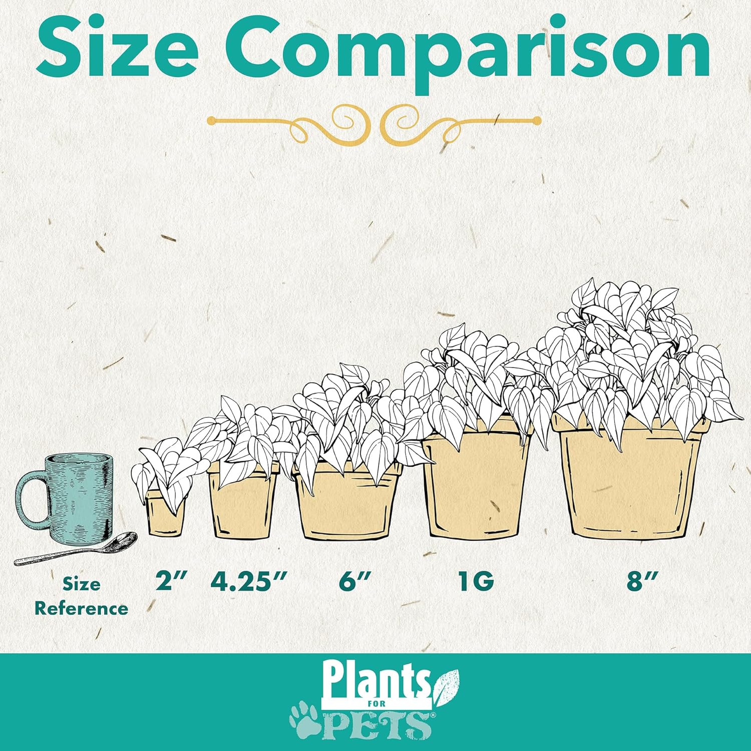 Peace Lily Plant in White 6 Inch Pot, Live Houseplant for Office and Low Light E57814