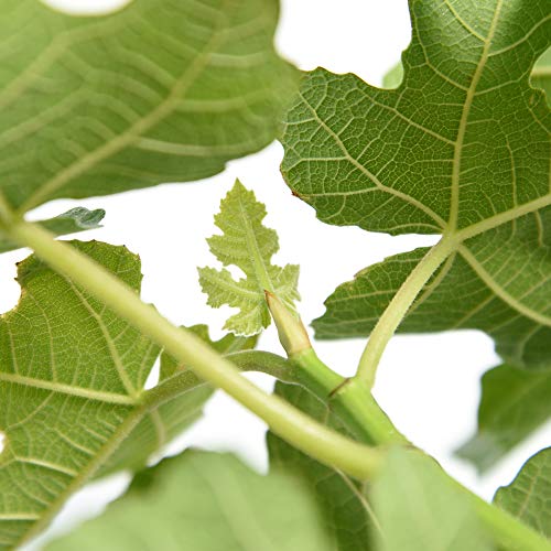 Brown Turkey Fig Tree Live Plant, 3 Gallon R32688