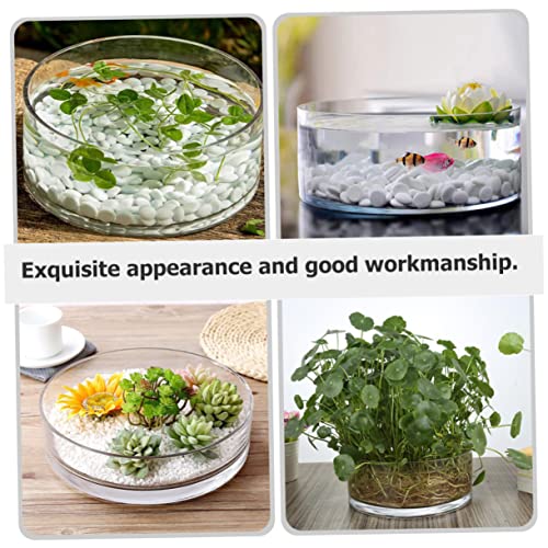 Glass Hydroponic Vase Terrarium Planter for Succulents and Fish Tank I270
