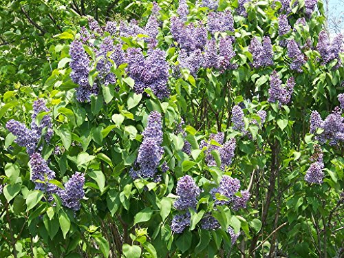 Lilac Bush Live Plant 1-2 Feet Tall N517881
