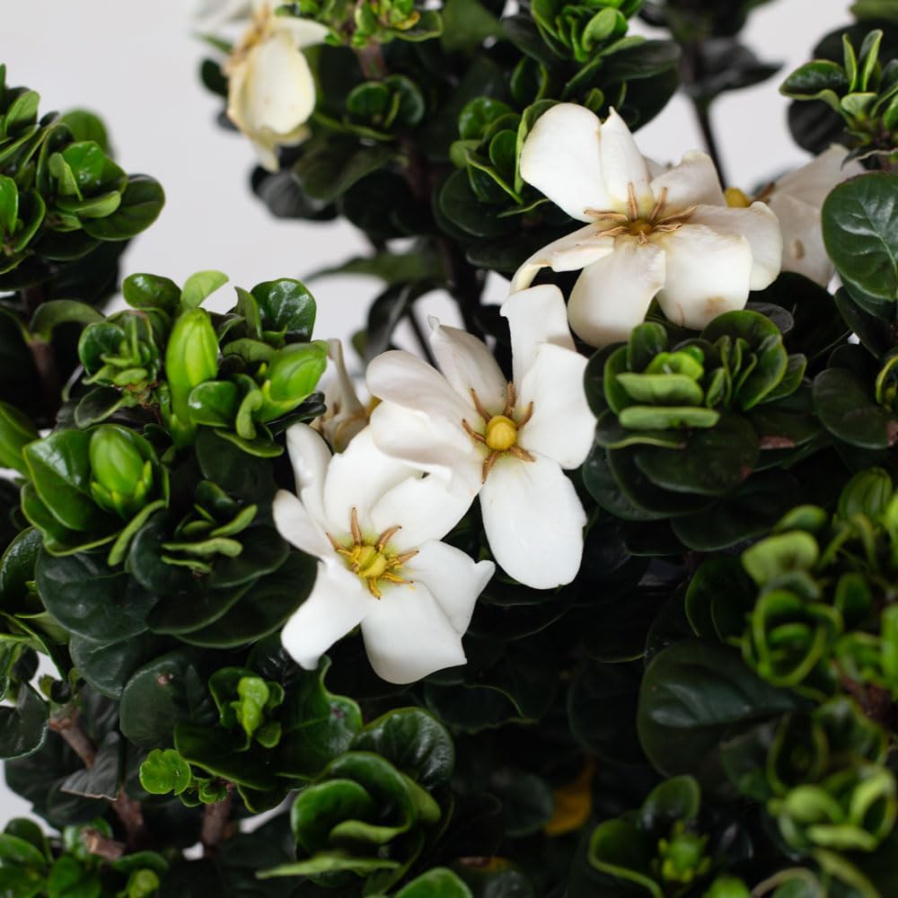 Diamond Spire Gardenia 2.5 Quart, White K794