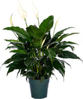 Peace Lily Plant-FriendshipFoliage's Family Farm Grown Quality Live Indoor Spathiphyllum (6" Pot, 14-18in Tall from Bottom of The Pot)…