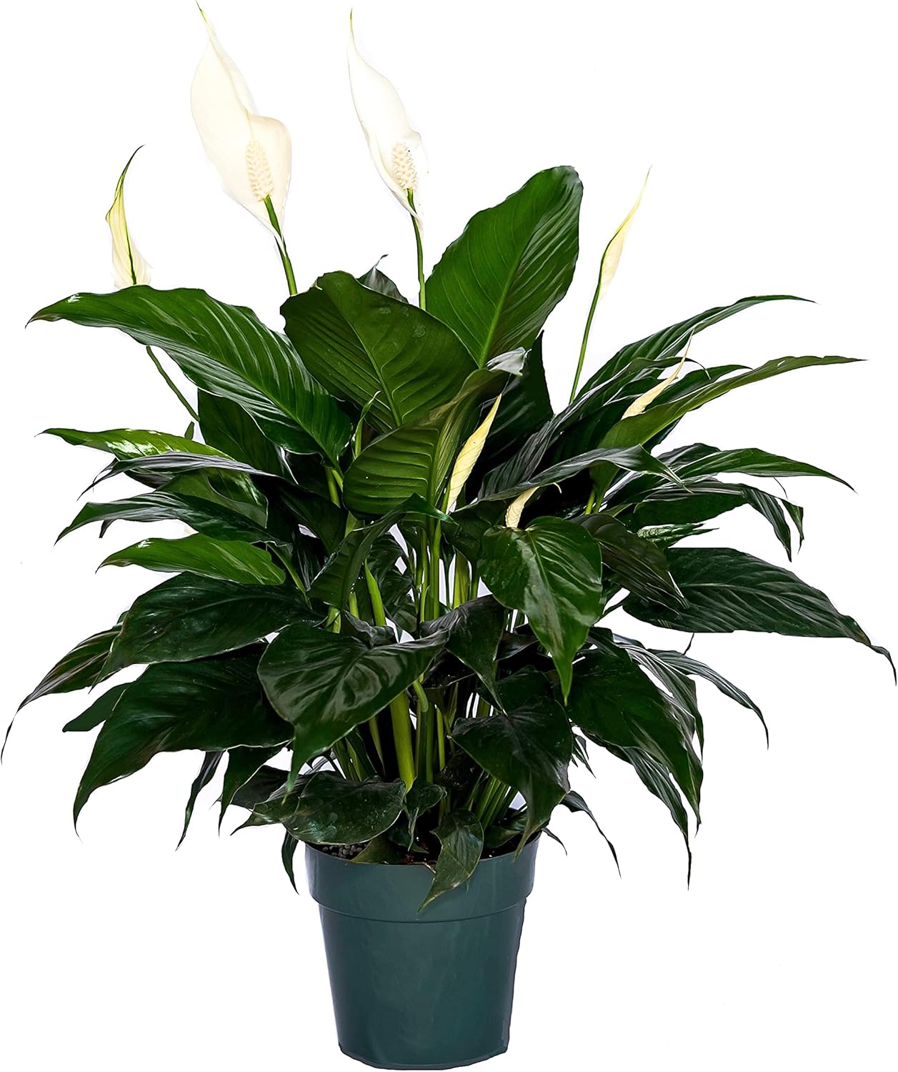 Peace Lily Plant-FriendshipFoliage's Family Farm Grown Quality Live Indoor Spathiphyllum (6" Pot, 14-18in Tall from Bottom of The Pot)…