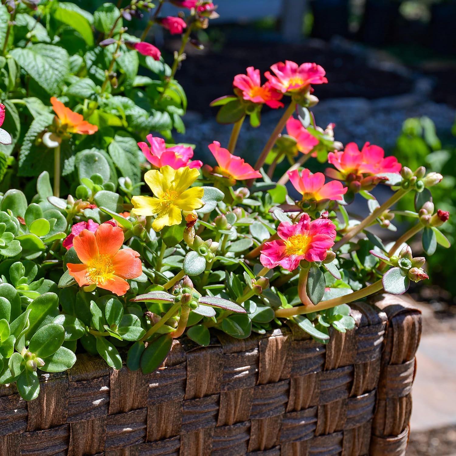 Purslane Portulaca Succulent Plants (4 Pack), Potted Live Flowers R806297