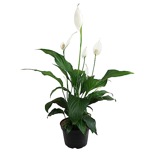 Peace Lily in 6 Inch Pot, Indoor Live Houseplant, Low Light V857