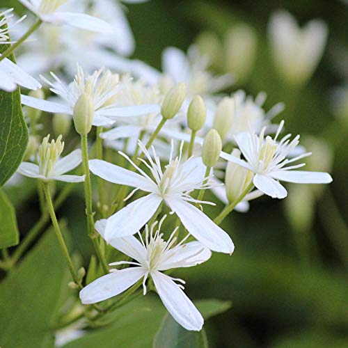 Sweet Autumn Clematis Live Plant in 4 Inch Growers Pot D5501