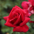 Heirloom Roses Nearly Thornless Rose Plant - Firefighter® Red Rose Bush, Hybrid Tea Live Plant for Planting Outdoors