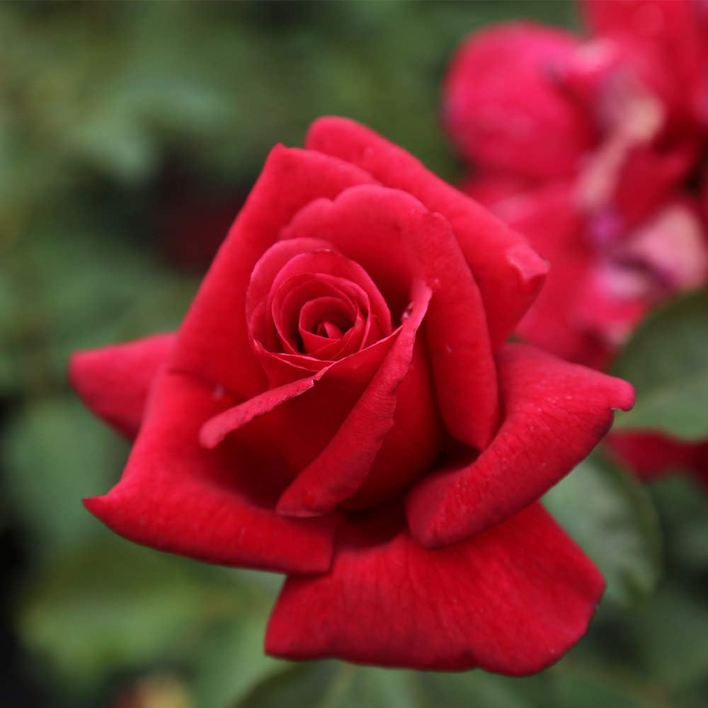 Heirloom Roses Nearly Thornless Rose Plant - Firefighter® Red Rose Bush, Hybrid Tea Live Plant for Planting Outdoors