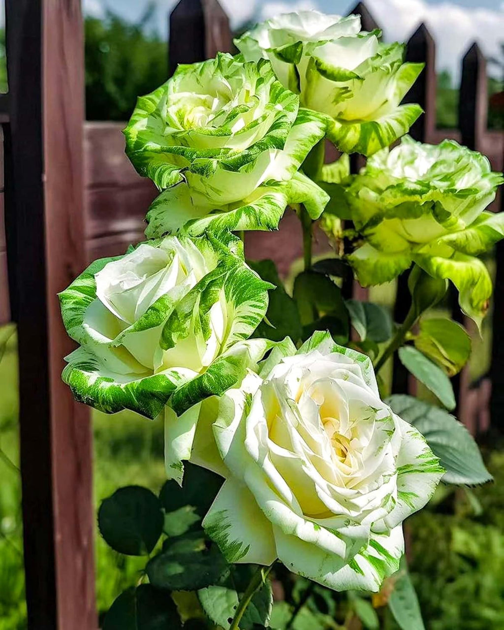 Twin Color Roses Seeds for Planting, Hybrid Green White I6068