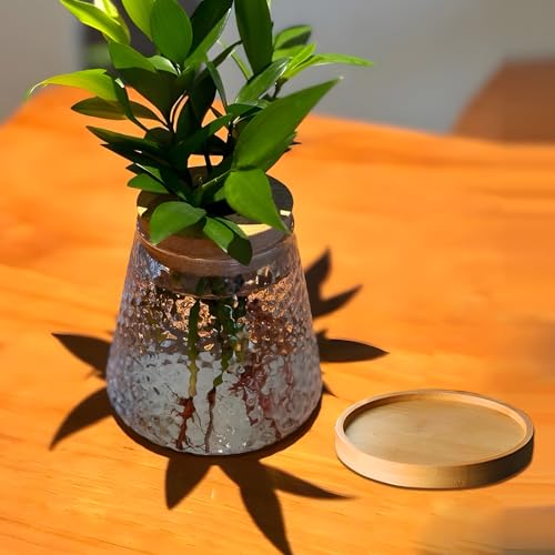 Desktop Plant Terrarium with Wood Lid, Glass Propagation Station D659