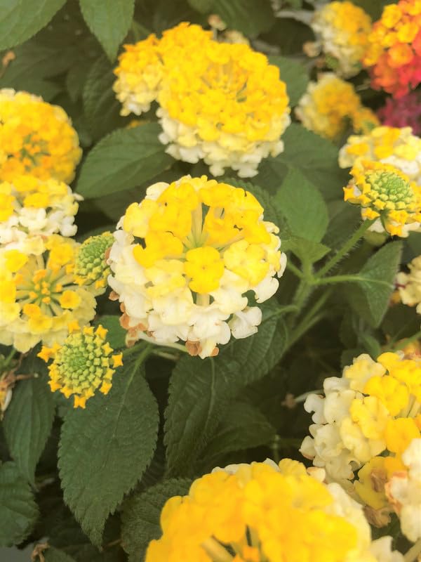 Lantana Live Plants for Outdoor Planting, 4 to 7 Inch Tall, 4 Inch Pot, Multicolor K14941