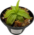Butterwort (Pinguicula) Carnivorous Plant in 3" Pot