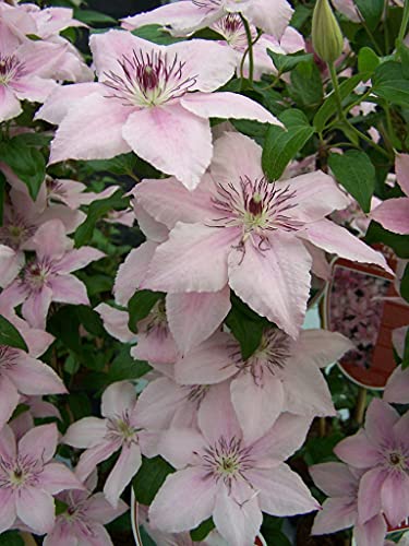 Clematis Pink Fantasy Live Plant in 4 Inch Growers Pot U623