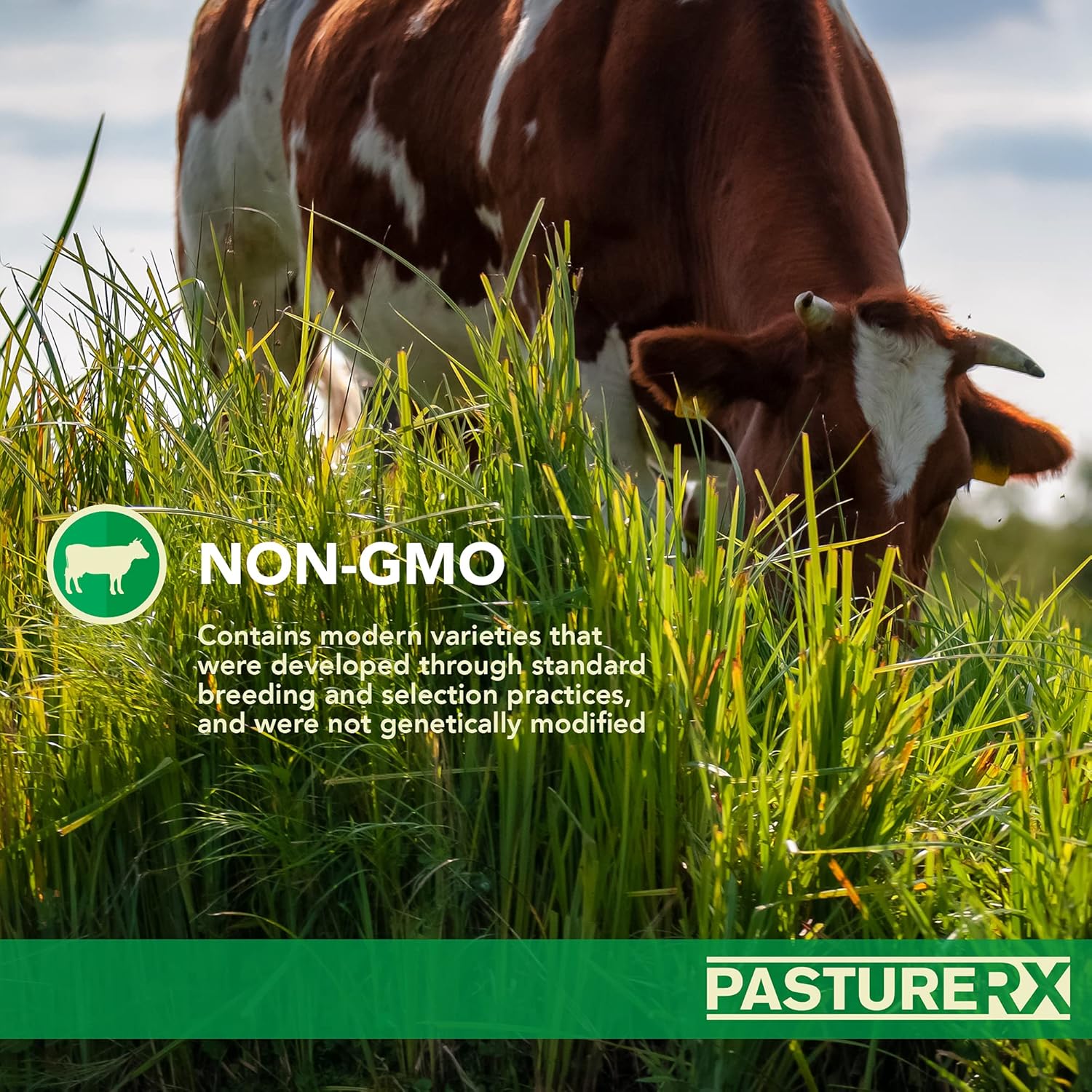 Pasture Grass and Forage Seed Mix, 23 lbs. I33857