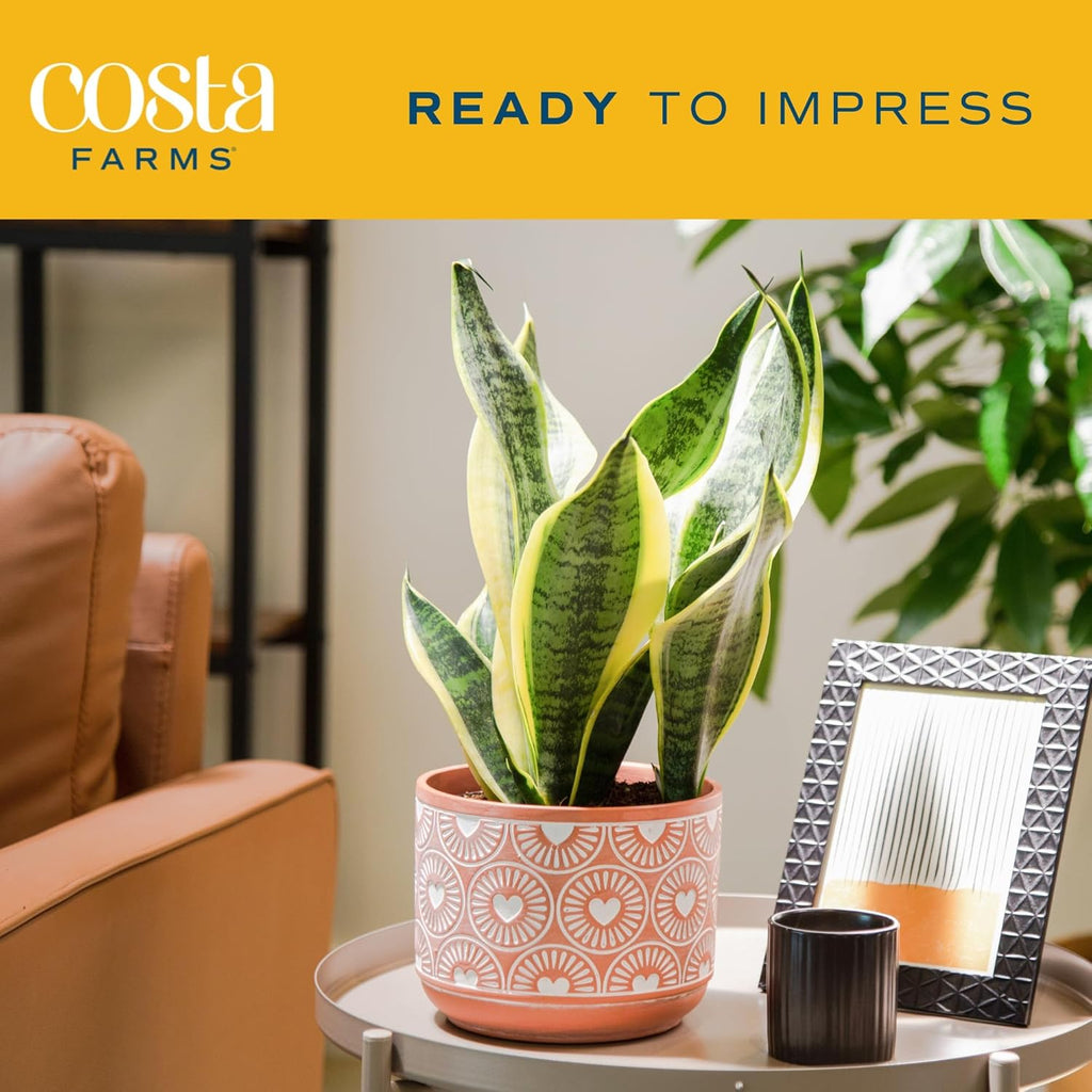 Live Indoor Snake Plant, 12-Inches Tall, Decor Planter P229