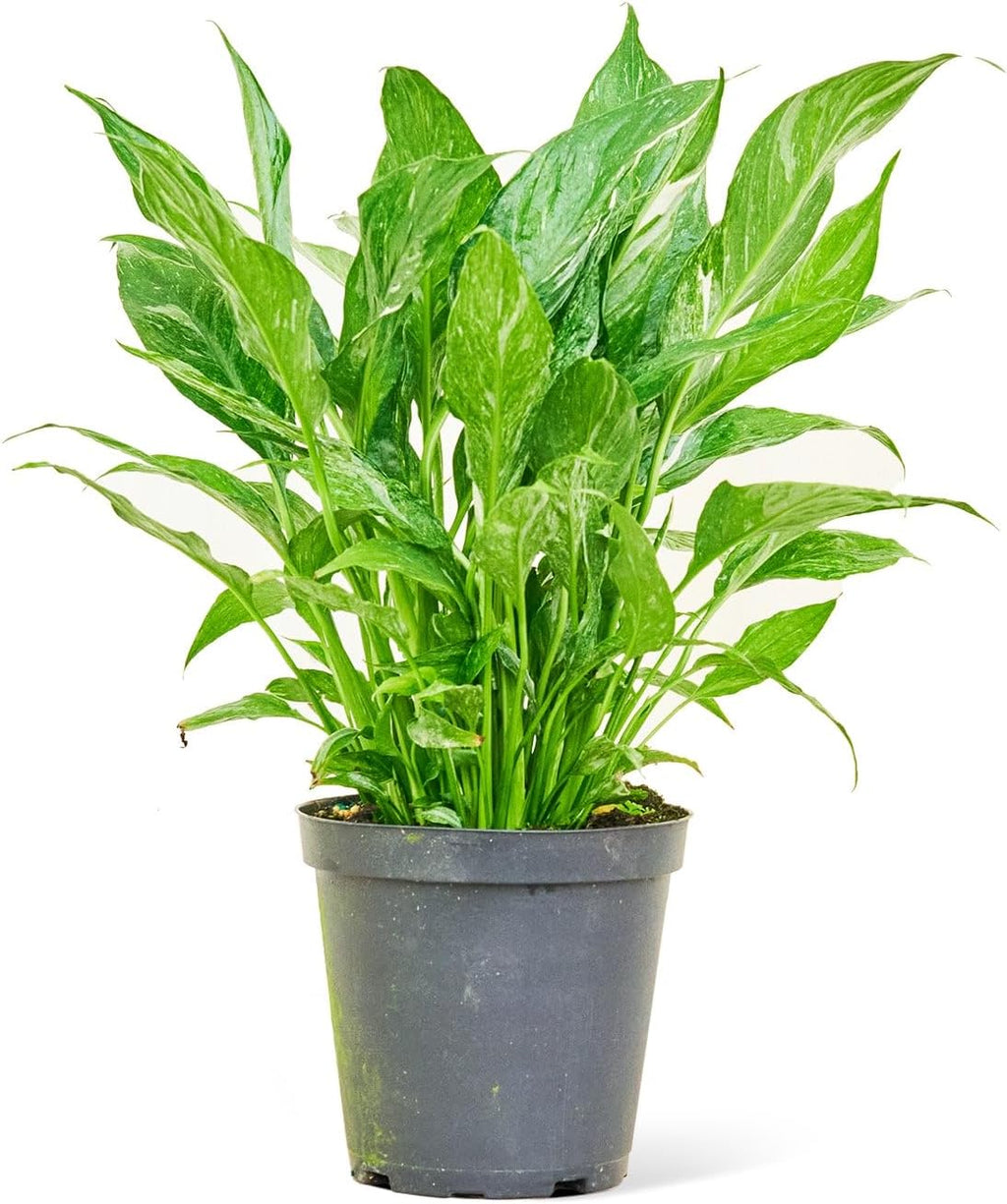 Variegated Peace Lily in 6" Pot J445678