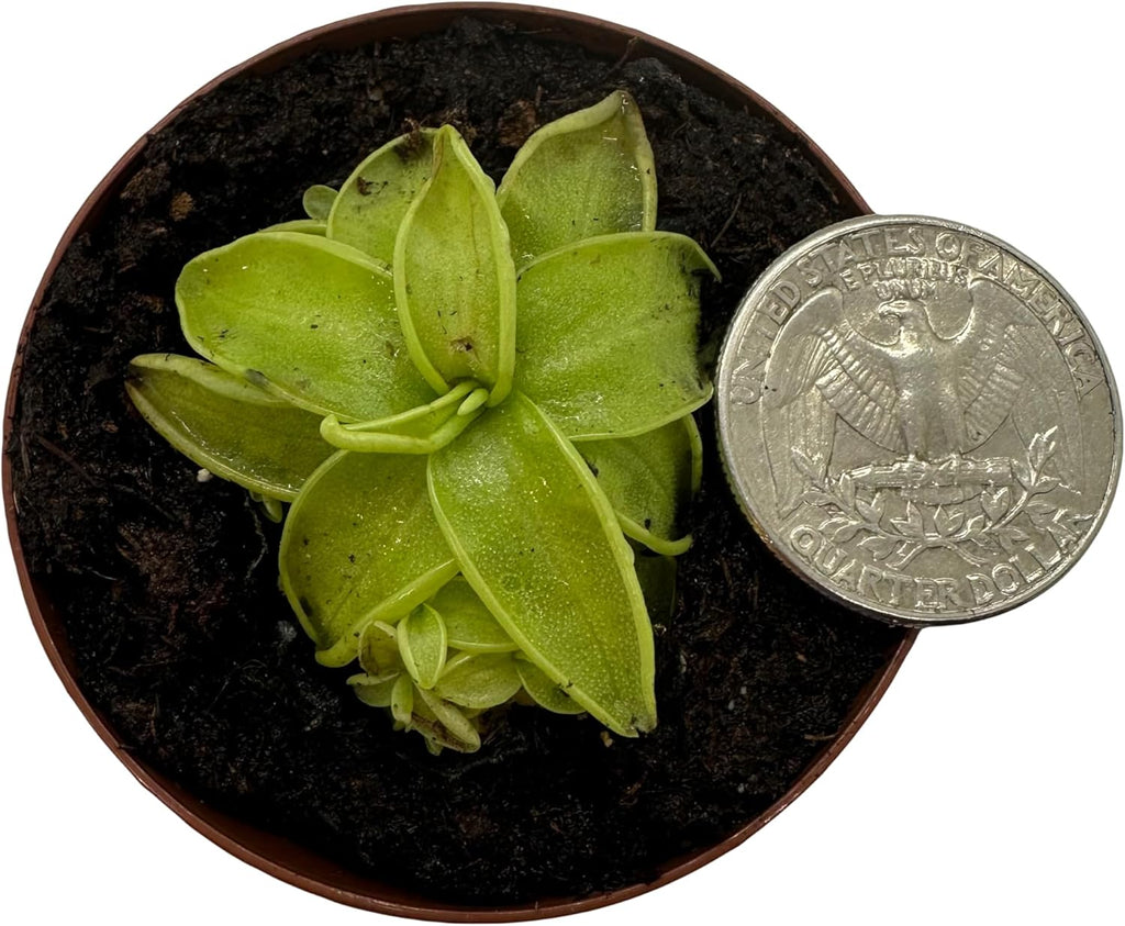 Carnivorous Butterwort Plant in 2" Pot M629