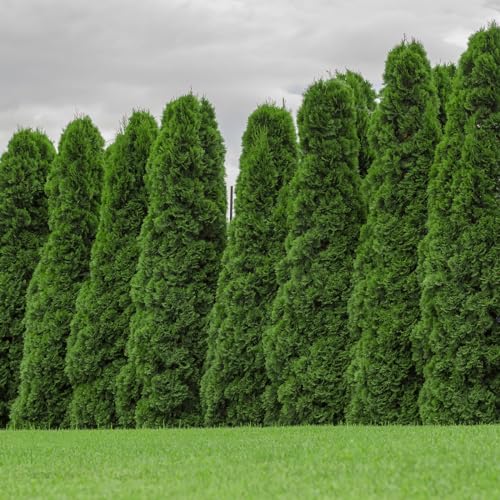 Emerald Green Arborvitae Privacy Hedge, 3 Gal. Grower's Pot N261359