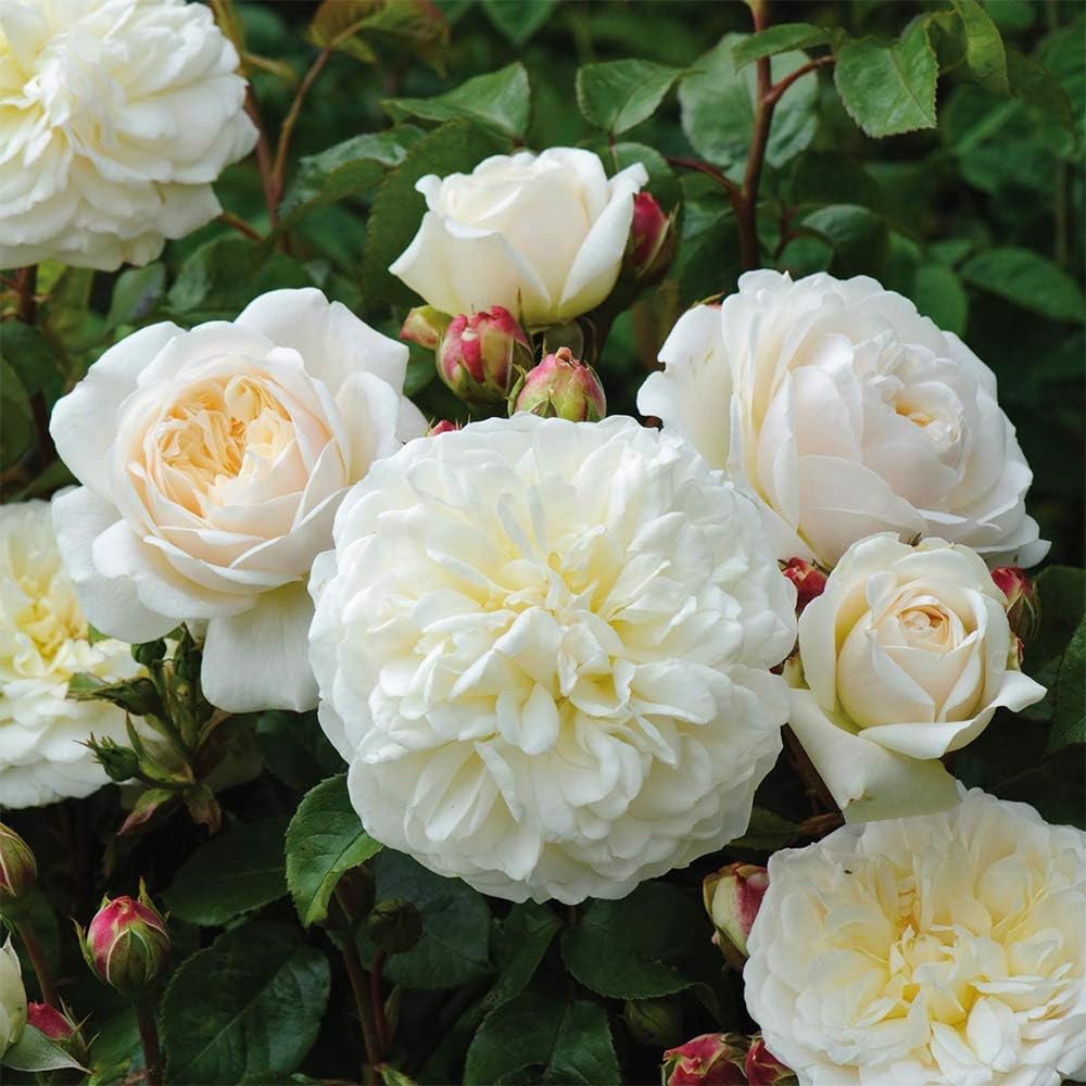 White Rose Bush Live Plant for Planting Outdoors F729