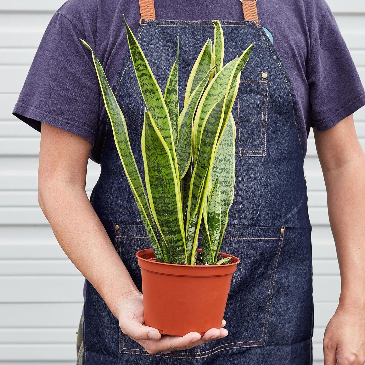 Snake Plant Laurentii Live Indoor Plant Easy Care Natural Décor M3993