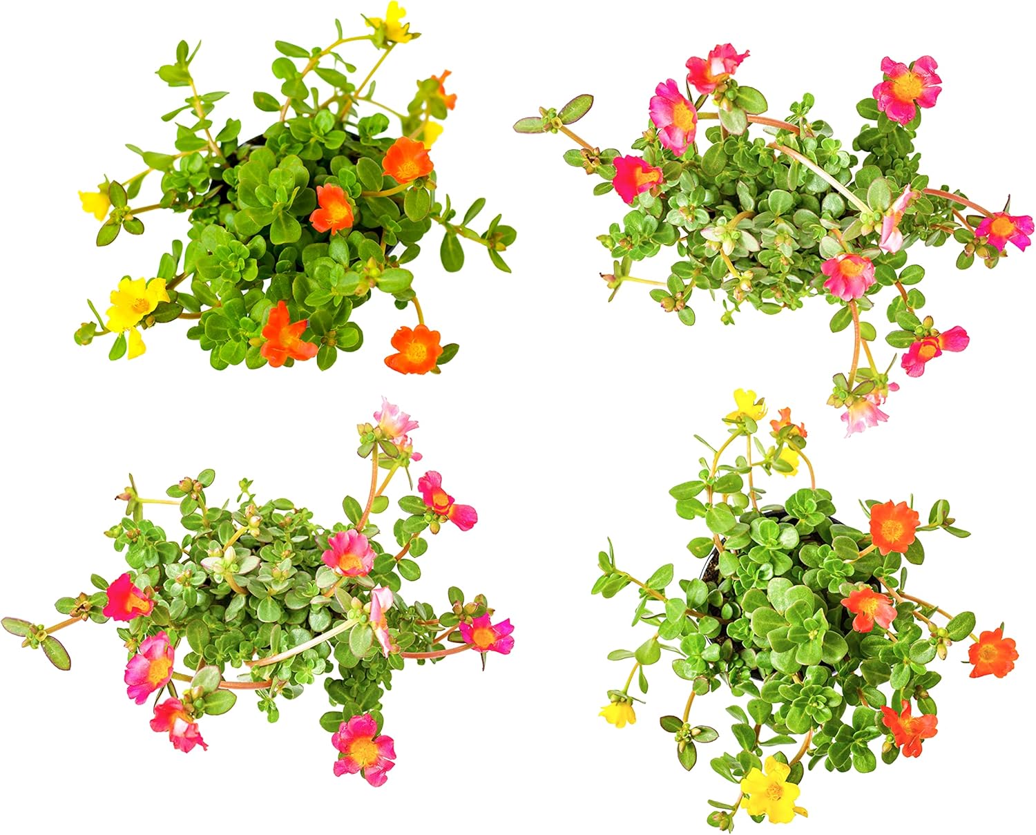 Purslane Portulaca Succulent Plants (4 Pack), Potted Live Flowers R806297