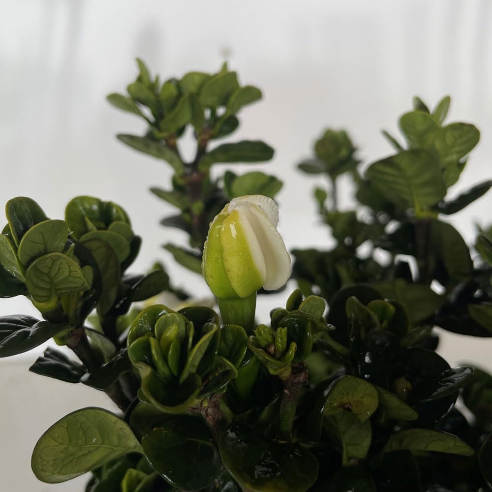 Diamond Spire Gardenia 2.5 Quart, White K794